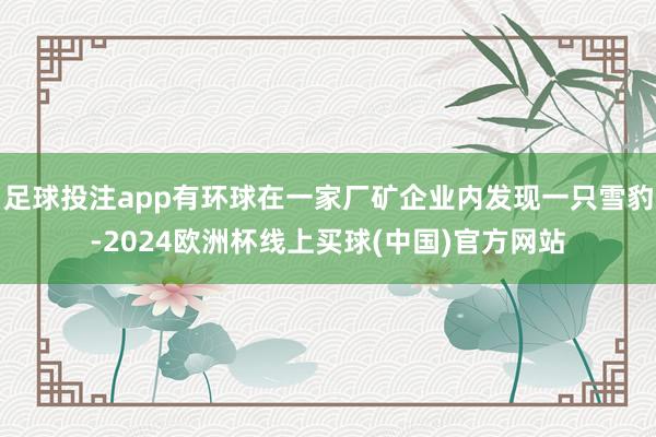 足球投注app有环球在一家厂矿企业内发现一只雪豹-2024欧洲杯线上买球(中国)官方网站